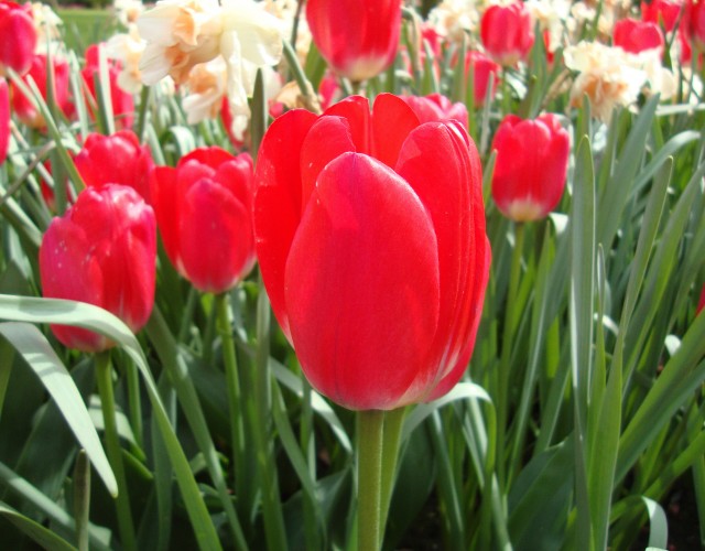 Le printemps fleurit au centre-ville